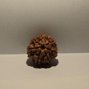 7 Mukhi Rusraksha