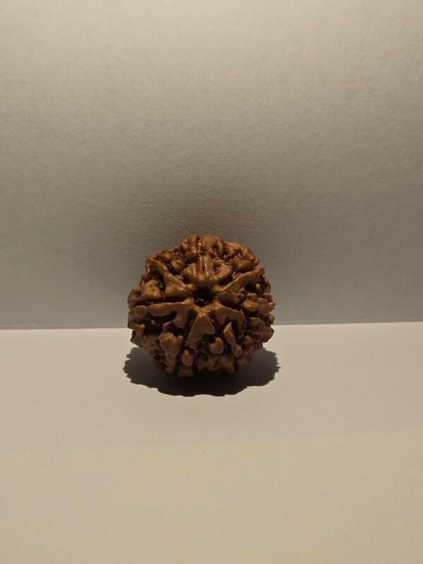 7 Mukhi Rusraksha