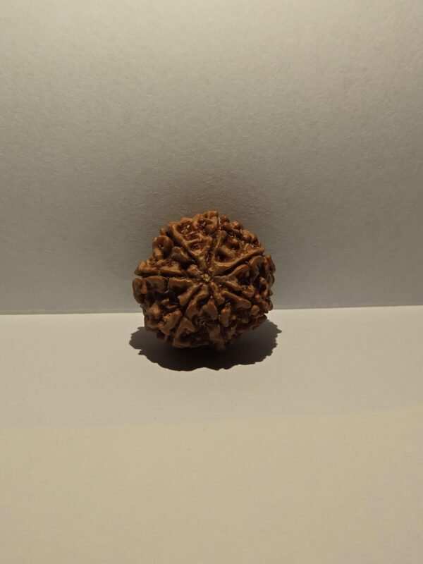 7 Mukhi Rusraksha - Image 2