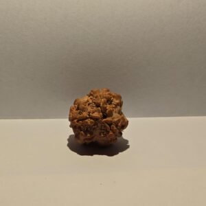 3 Mukhi Rudraksha Small