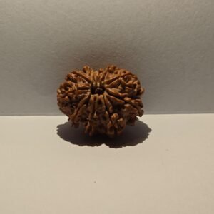 10 Mukhi Rudraksha