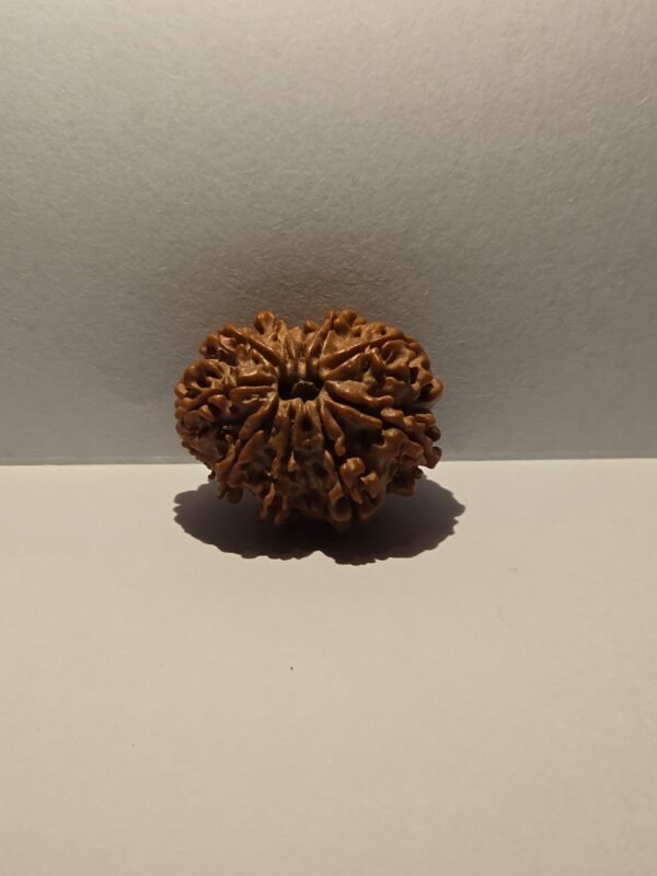 10 Mukhi Rudraksha