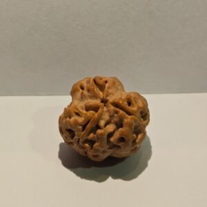 3 Mukhi Rudraksha Medium