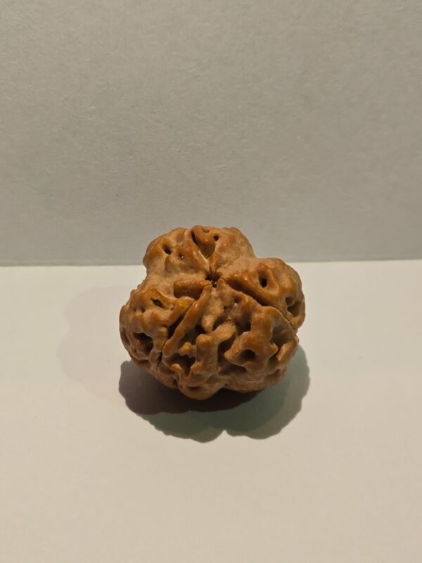 3 Mukhi Rudraksha Medium