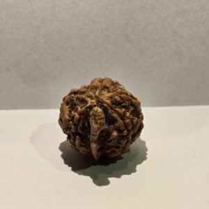 5 Mukhi Ganesh