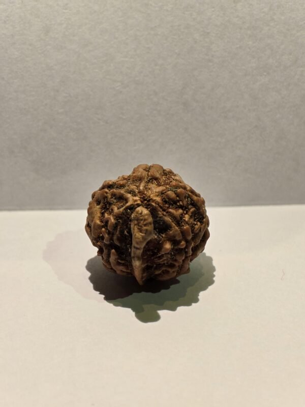 5 Mukhi Ganesh