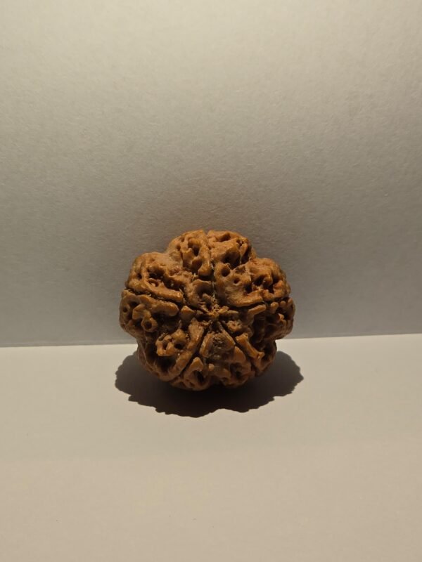 5 Mukhi Rudraksha - Image 2