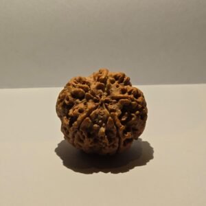 5 Mukhi Rudraksha