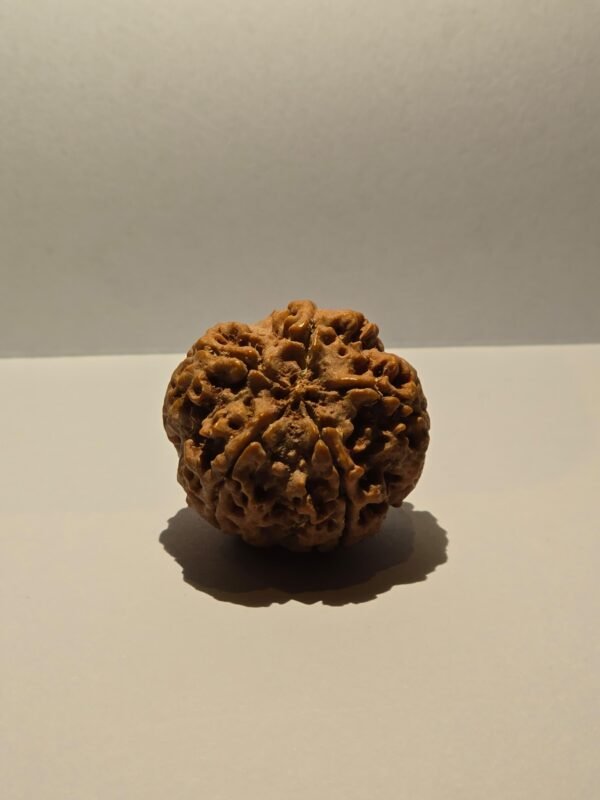 5 Mukhi Rudraksha