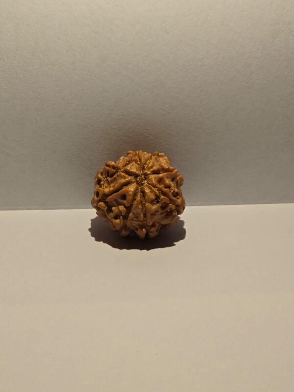 8 Mukhi Rudraksha - Image 2