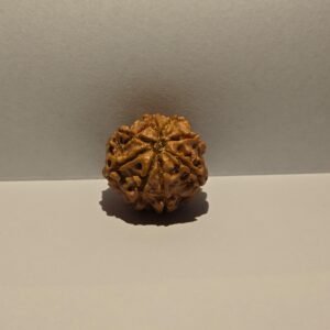 8 Mukhi Rudraksha