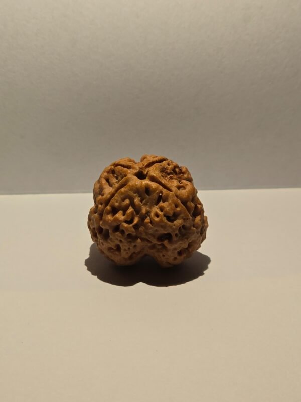 4 Mukhi Rudraksha - Image 2