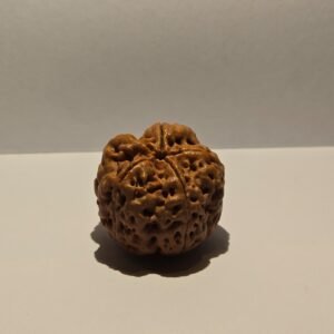 5 Mukhi Rudraksha Large