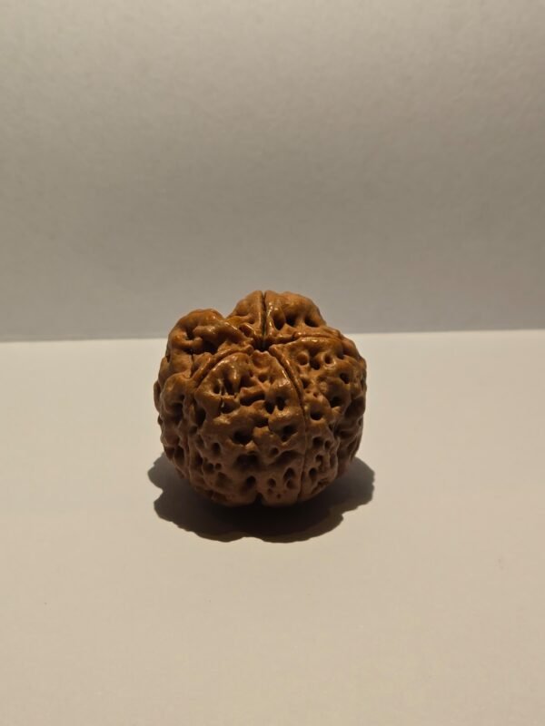 5 Mukhi Rudraksha Large