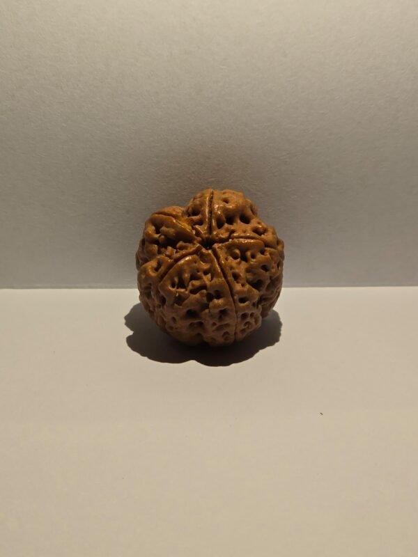 5 Mukhi Rudraksha Large - Image 2