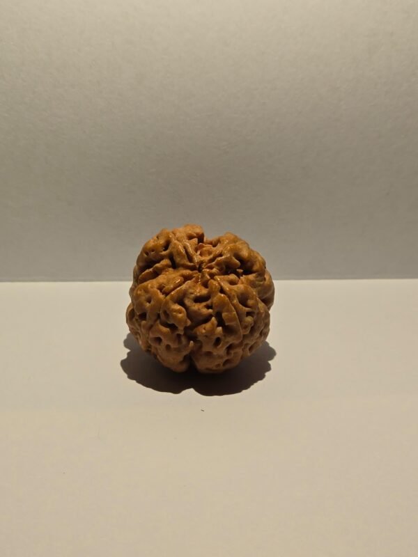 4 Mukhi Rudraksha