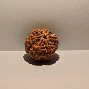 6 Mukhi Rudraksha