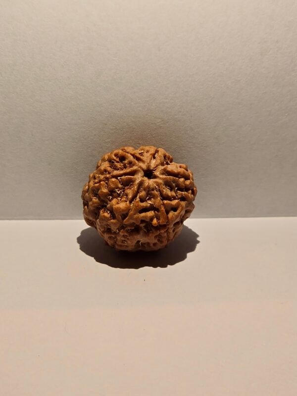 6 Mukhi Rudraksha