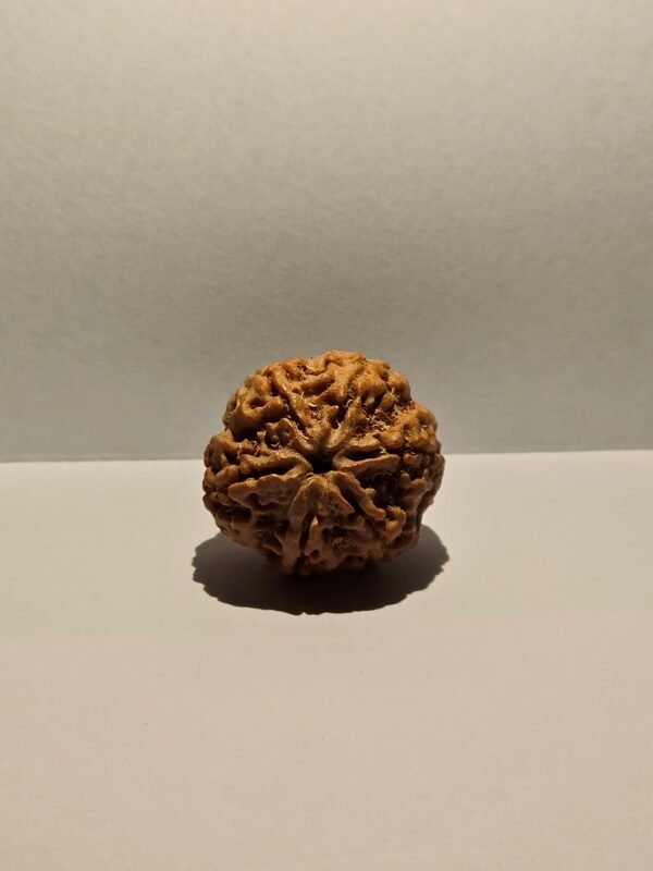 6 Mukhi Rudraksha - Image 2