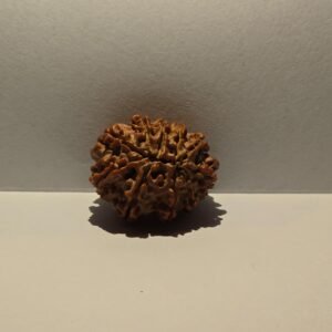 11 Mukhi Rudraksha