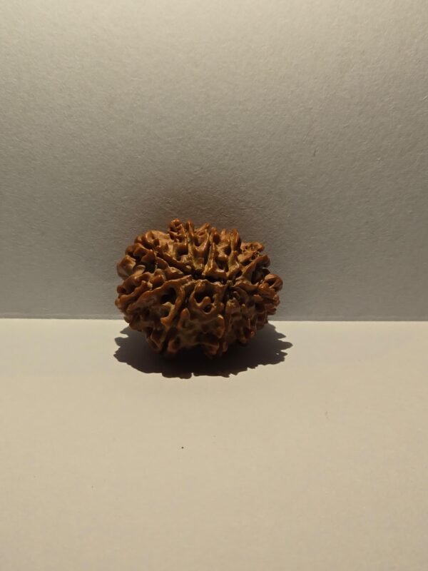 11 Mukhi Rudraksha